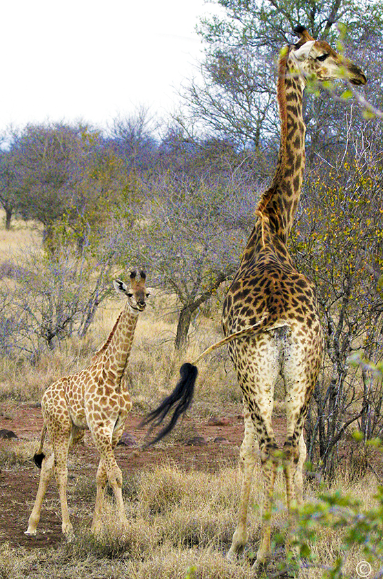 Southern giraffe cow with her calf at Kruger National Park near Olifants Camp in South Africa during sunrise. Sue Pischke, ©2006 ALL RIGHTS RESERVED