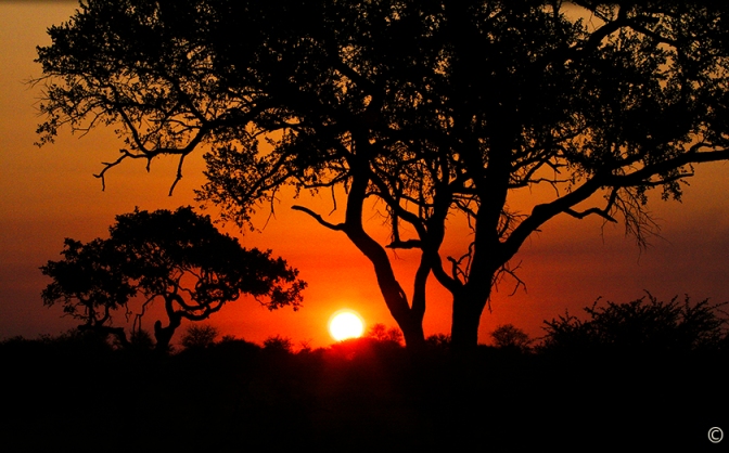 Sunset over the bushveld and through the marula trees at Kruger National Park near Olifants Camp in South Africa during a sunset safari drive. Sue Pischke, ©2006 ALL RIGHTS RESERVED.