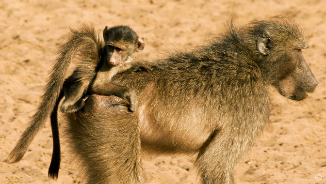 A female baboon carries her infant on her back to the pan (watering hole) at Mkuze Game Reserve in South Africa. Sue Pischke, ©2006 ALL RIGHTS RESERVED
