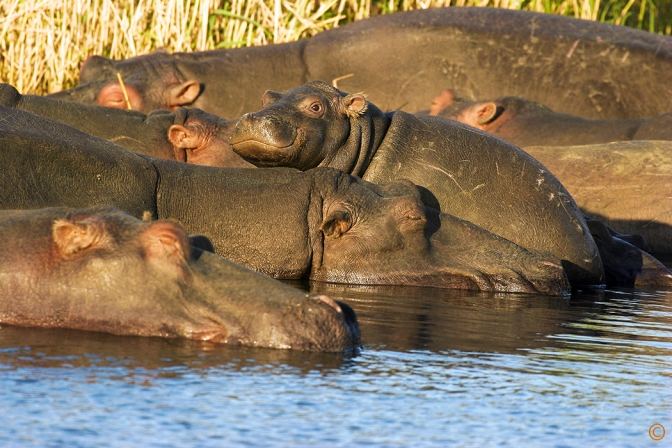 A herd of hippopotamus sleep near the shore in the iSimangaliso Wetland Park in South Africa but one young calf is awake as it peers over its mother. Sue Pischke, ©2006 ALL RIGHTS RESERVED