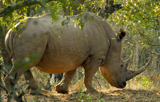 A white rhinoceros grazes in the bush at Hluhluwe Game Reserve in South Africa. Sue Pischke, ©2006 ALL RIGHTS RESERVED.