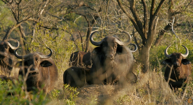 A Cape buffalo herd in the bushveld during the sunrise safari walk at Hluhluwe Game Reserve in South Africa. Sue Pischke, ©2006 ALL RIGHTS RESERVED.