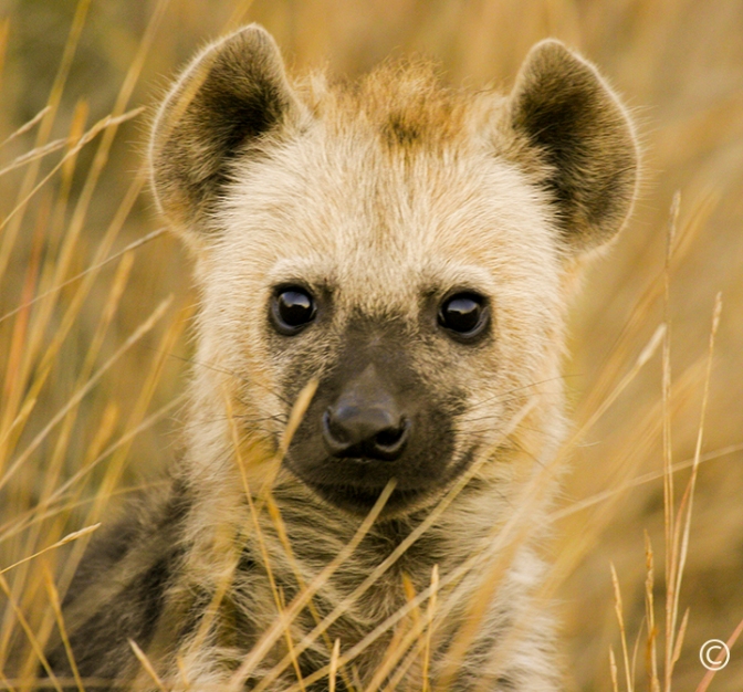 A spotted hyena cub at Kruger National Park near Olifants Camp in South Africa. Sue Pischke, ©2006 ALL RIGHTS RESERVED