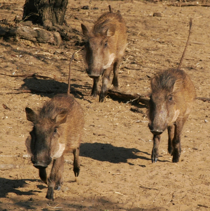 Warthogs running to the pan (watering hole) at Mkuze Game Reserve in South Africa. Sue Pischke, ©2006 ALL RIGHTS RESERVED.