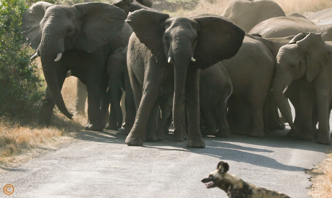 An Elephant herd agitated by a wild dog chasing an impala at Hluhluwe Game Reserve in South Africa. Sue Pischke, ©2006 ALL RIGHTS RESERVED.