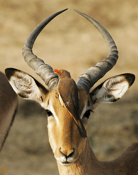 An impala with a red-billed oxpecker along the Piccadilly Highway at Kruger National Park in South Africa. Oxpeckers use their bills to make quick scissoring movements through the hair to forage for ticks, fleas and flies. Sue Pischke, ©2006 ALL RIGHTS RESERVED.