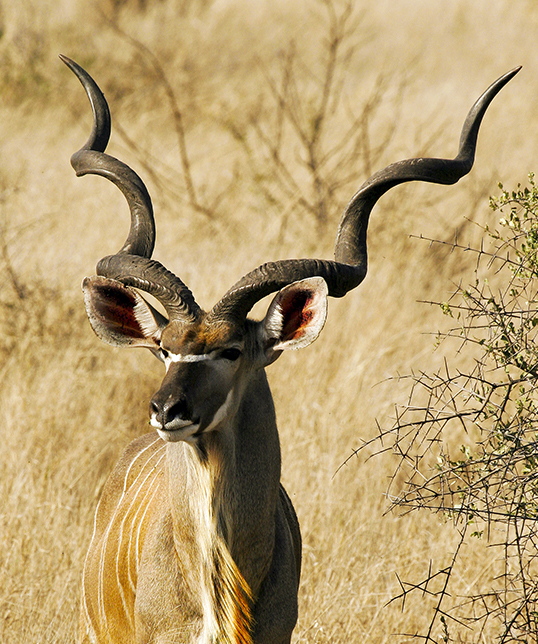 A male kudu antelope in open savannah grasslands at Kruger National Park in South Africa. The kudu's horns can grow as long as 72 inches making 2 1/2 graceful twists. Sue Pischke, ©2006 ALL RIGHTS RESERVED.
